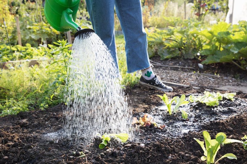 Hawkins Realty | watering-garden-GettyImages-1180049764